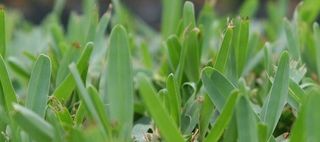 Palmetto Buffalo — Joe's Turf In Spring Creek, QLD