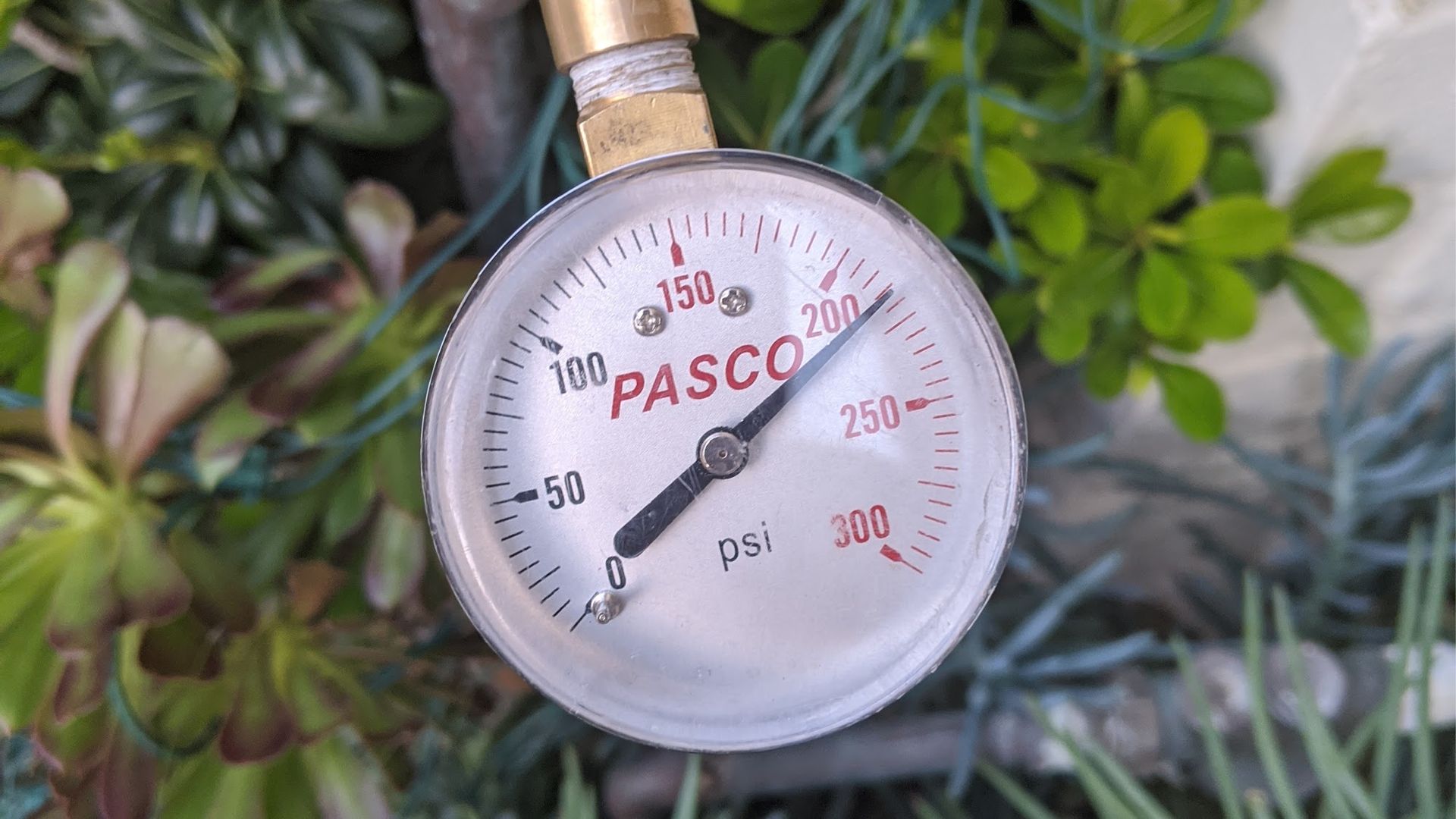 Pressure gauge reading approximately 160 psi with a brass fitting, surrounded by green foliage.