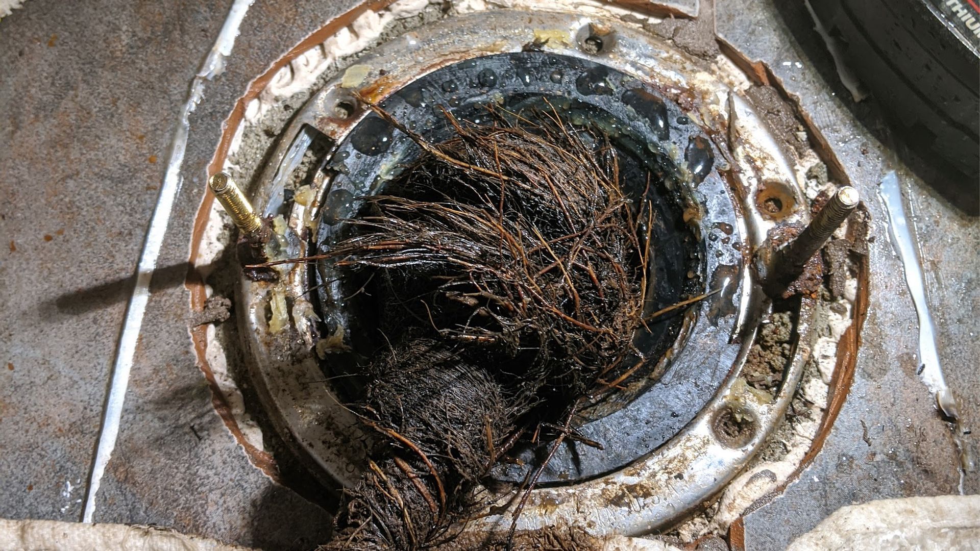 Toilet drain clogged with dark, tangled roots.