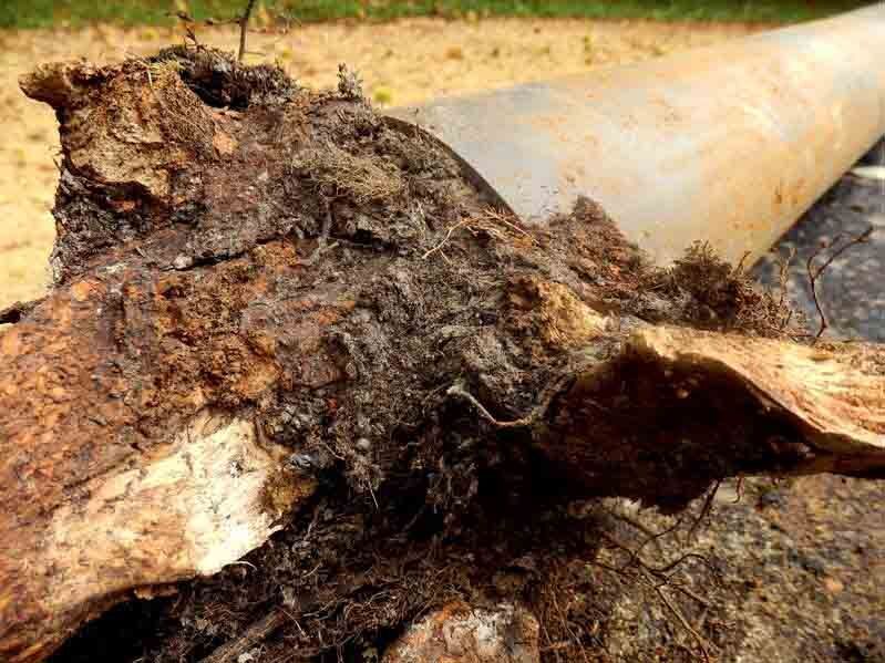 Simple Ways to Safeguard Your Pipes from Invasive Tree Roots