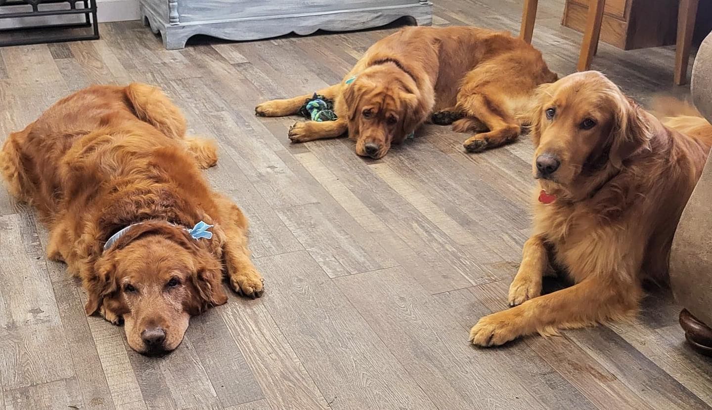 Adorable Dogs — Chatham, IL — Spaw Patrol