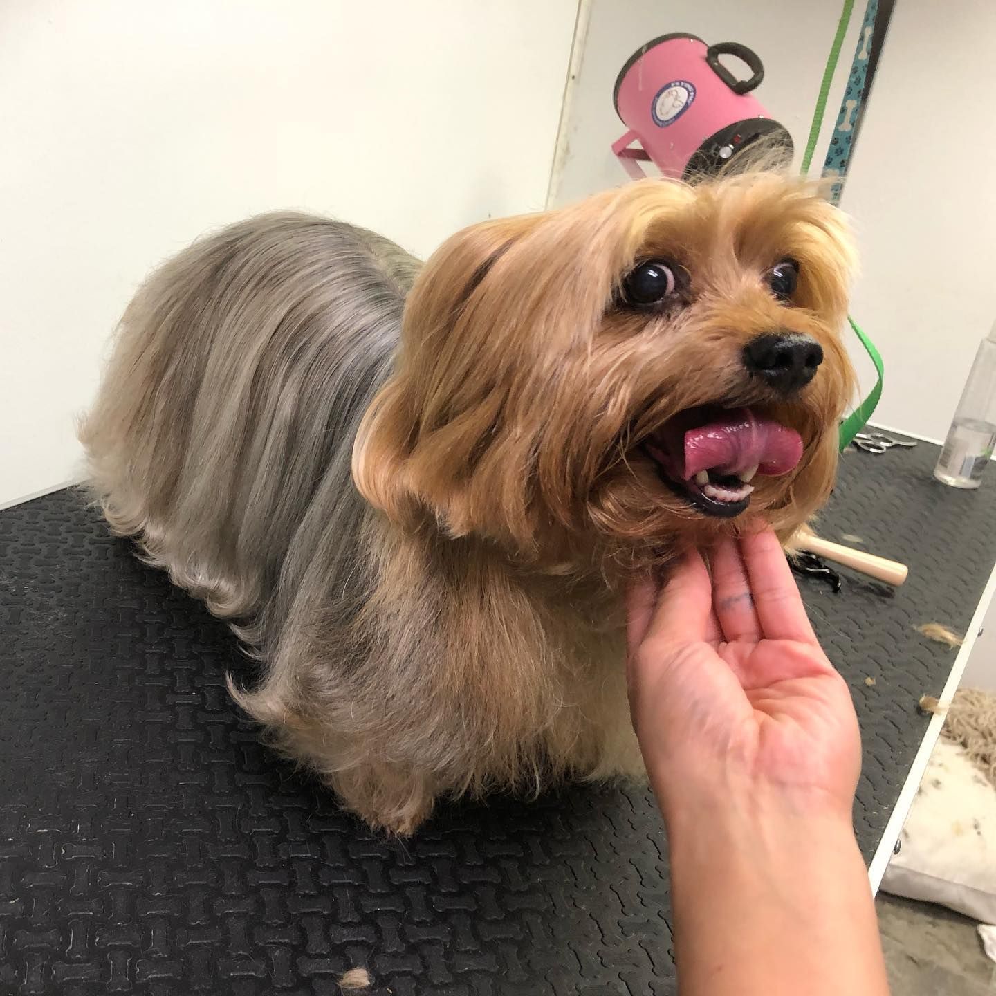 Small Dog After Grooming — Chatham, IL — Spaw Patrol