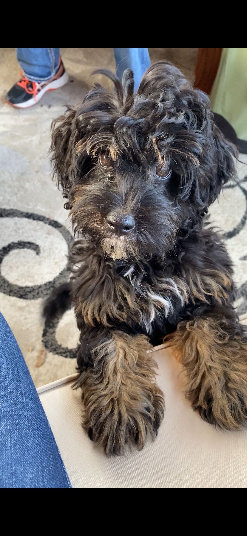 a small dog is laying on a rug on the floor .