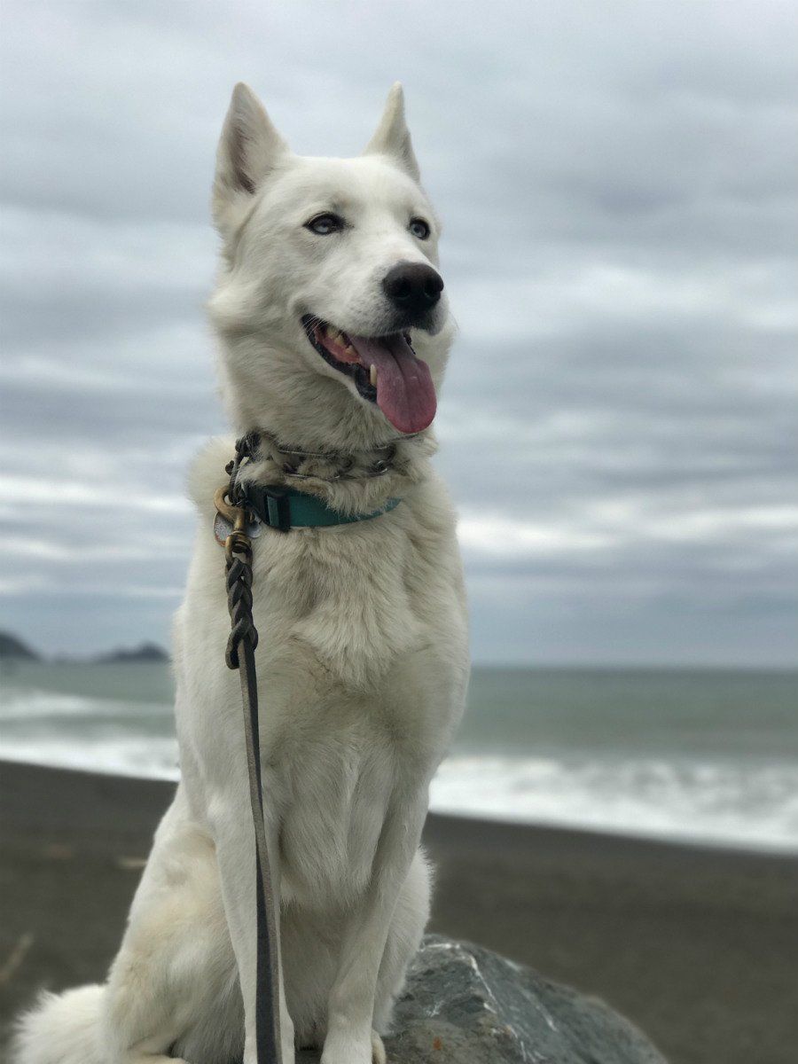 a white dog is sitting on a rock on the beach