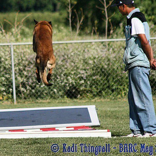 a man is watching a dog jump over a hurdle