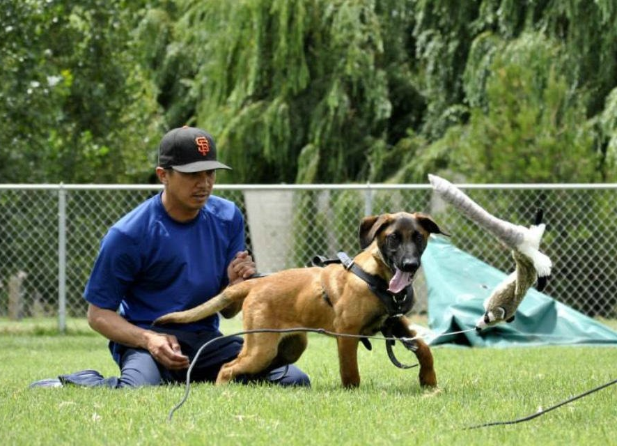 Bay Area dog obedience training