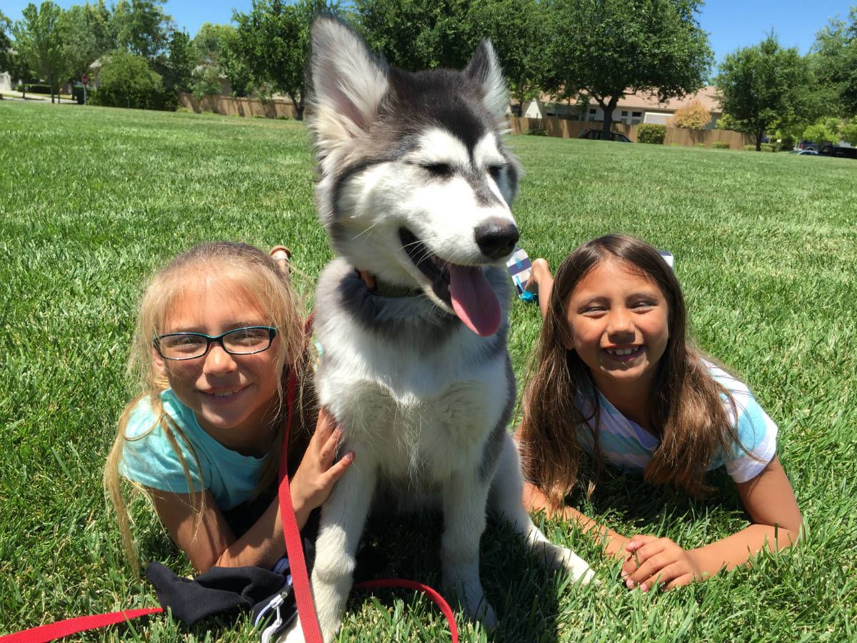 two girls are laying in the grass with a husky dog .