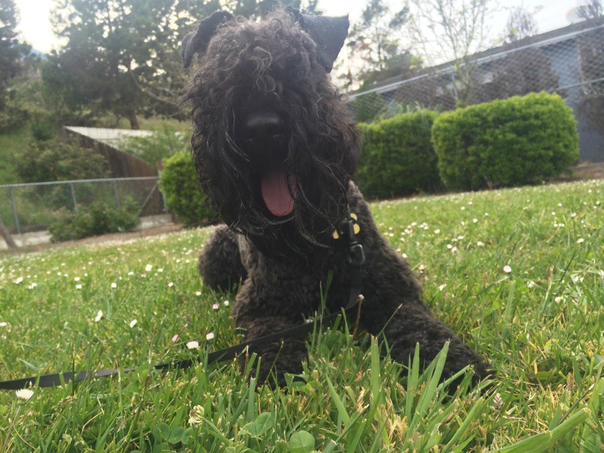 a small black dog is laying in the grass with its mouth open .