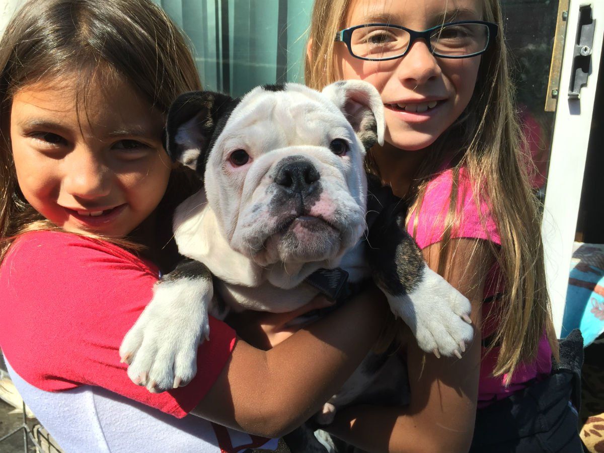 two young girls are holding a black and white bulldog puppy