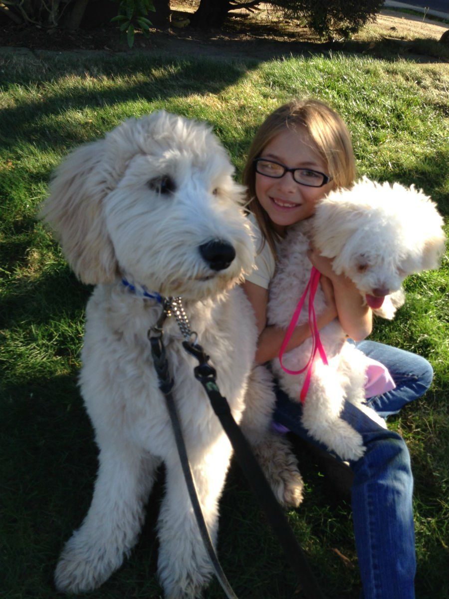 a little girl is holding two white dogs in her lap
