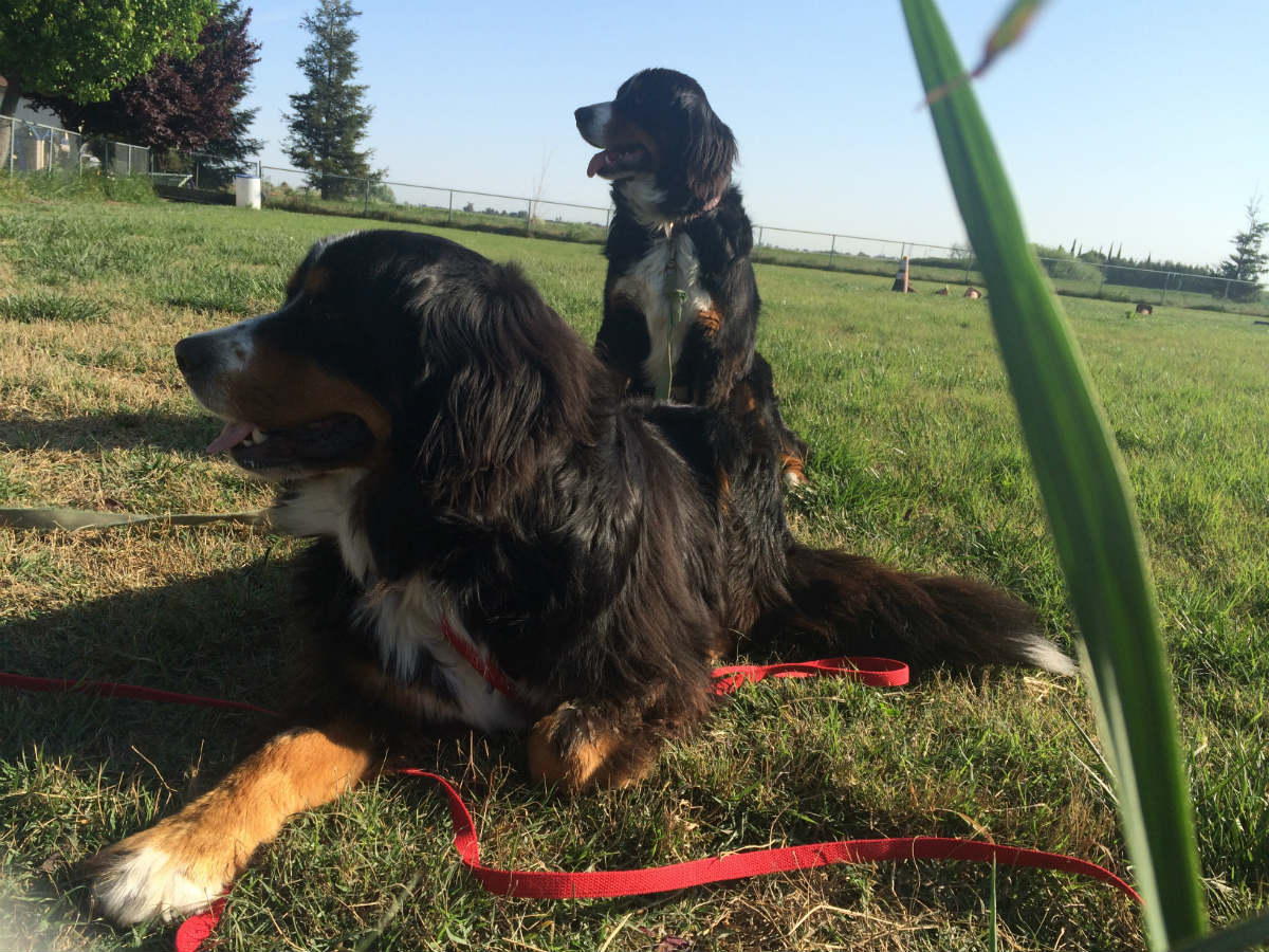 two dogs are laying in the grass on a leash
