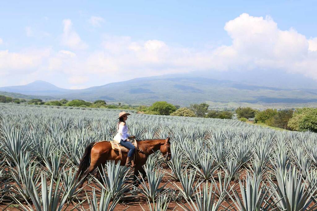 La Ruta del Tequila Jalisco Mexico, quienes somos en ruta del tequila
