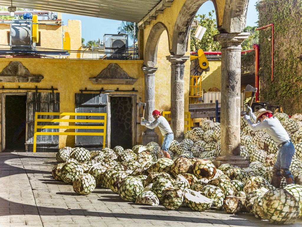 Tours Rojena en Tequila Jalisco paisaje agavero, la ruta del tequila