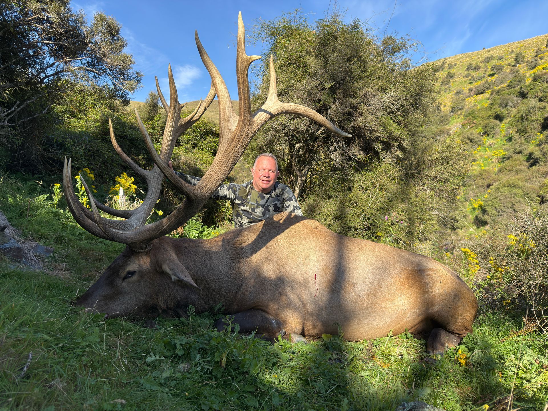 Man in camouflage kneeling beside a large elk with impressive antlers, lying on grassy ground in a sunny, outdoor setting.
