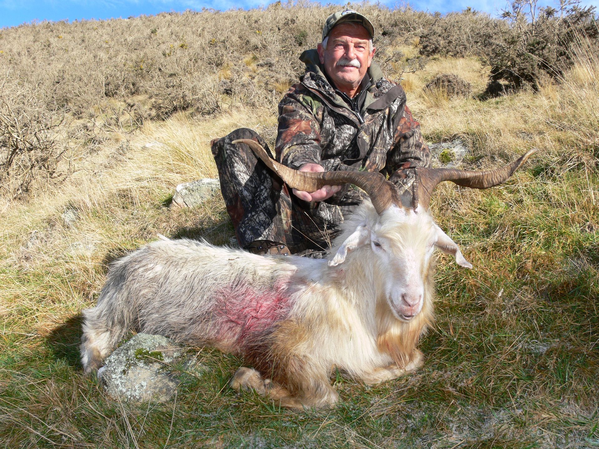 Hunter in camouflage kneeling beside a fallen white goat with large horns, on a grassy hillside.