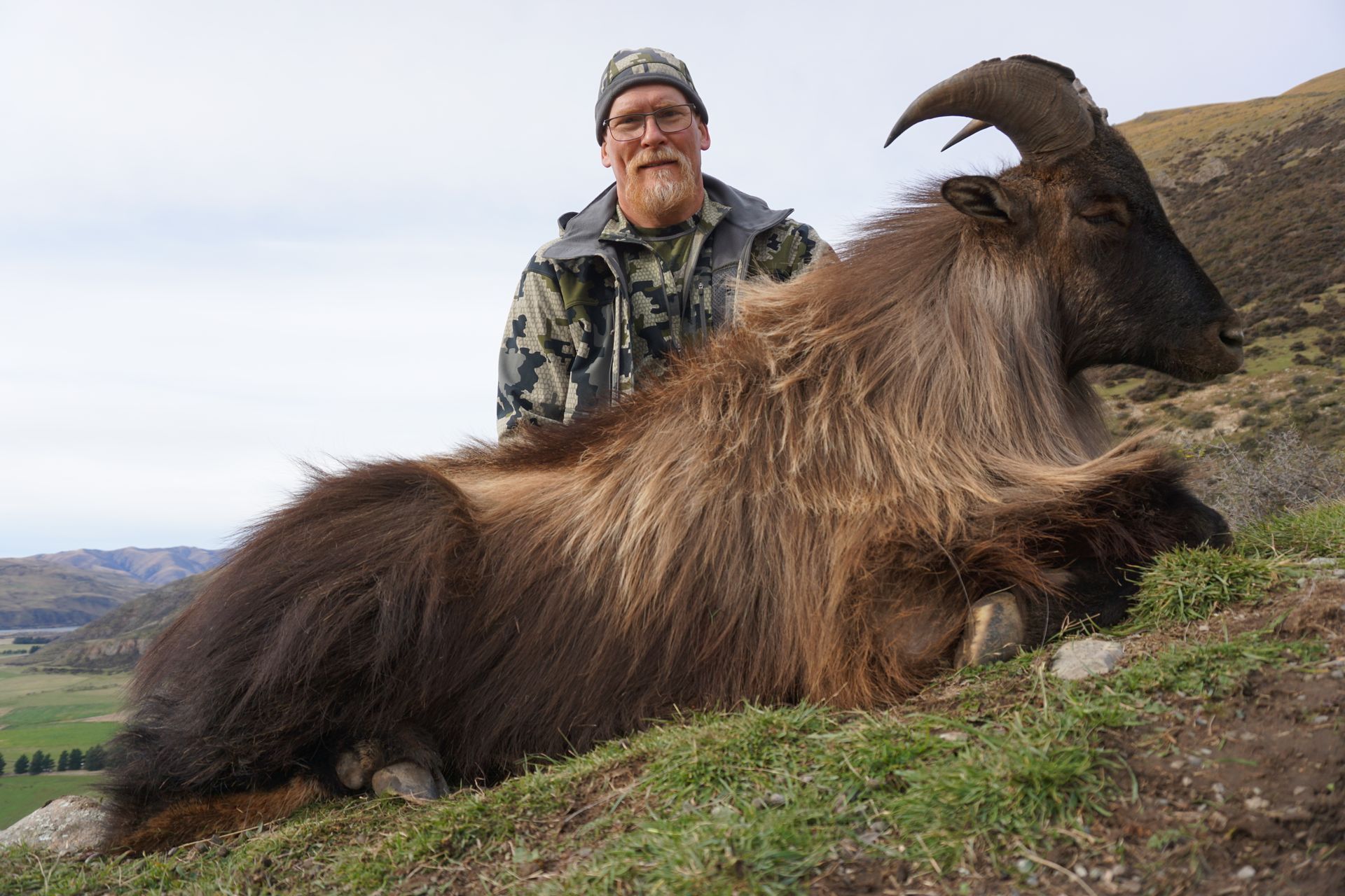 Man in camouflage stands behind a large, brown Himalayan Tahr. The animal is lying down on a hillside.