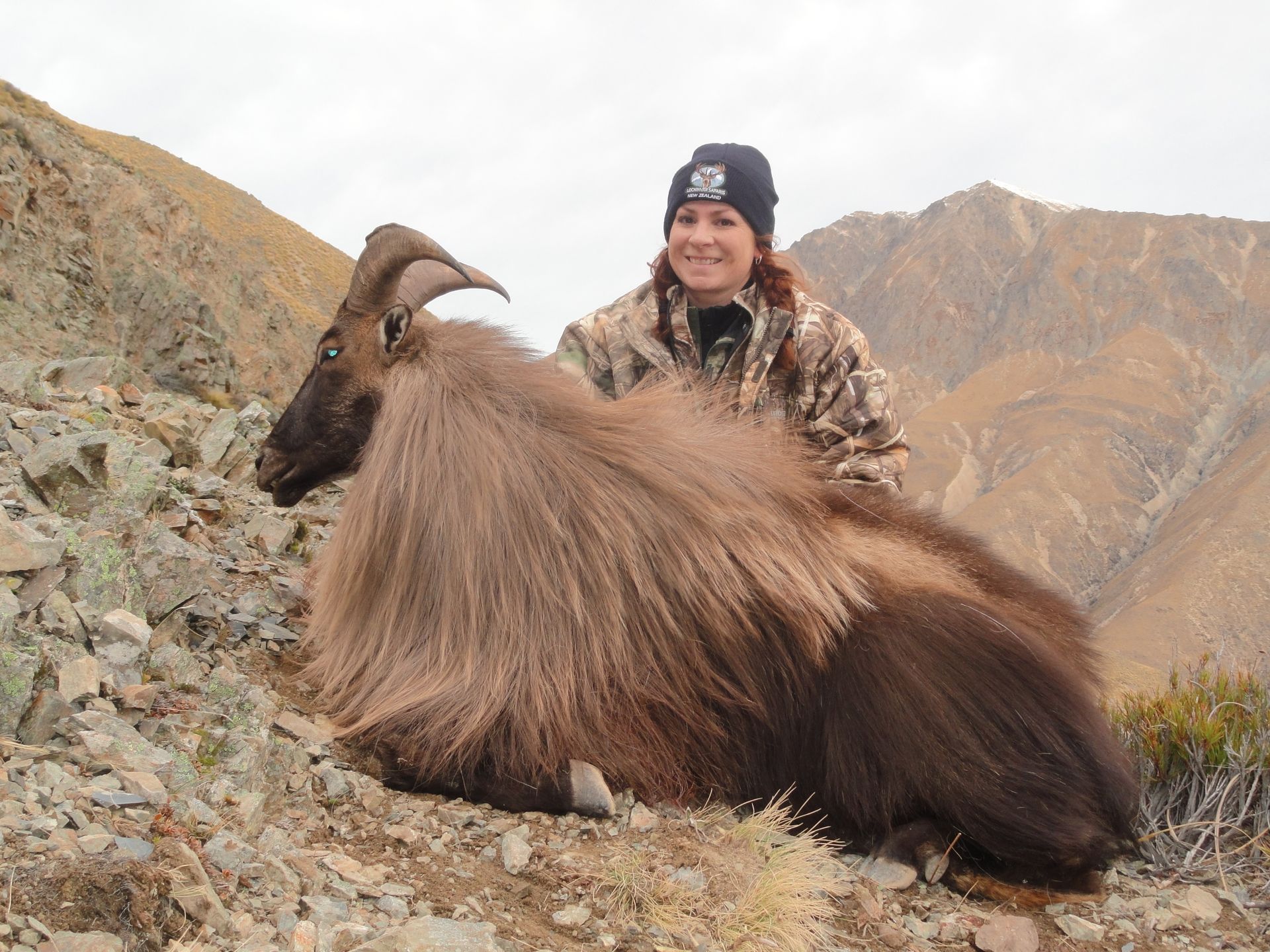 Woman in camouflage next to a Himalayan blue sheep on a rocky mountainside. The sheep has long, dark brown fur.