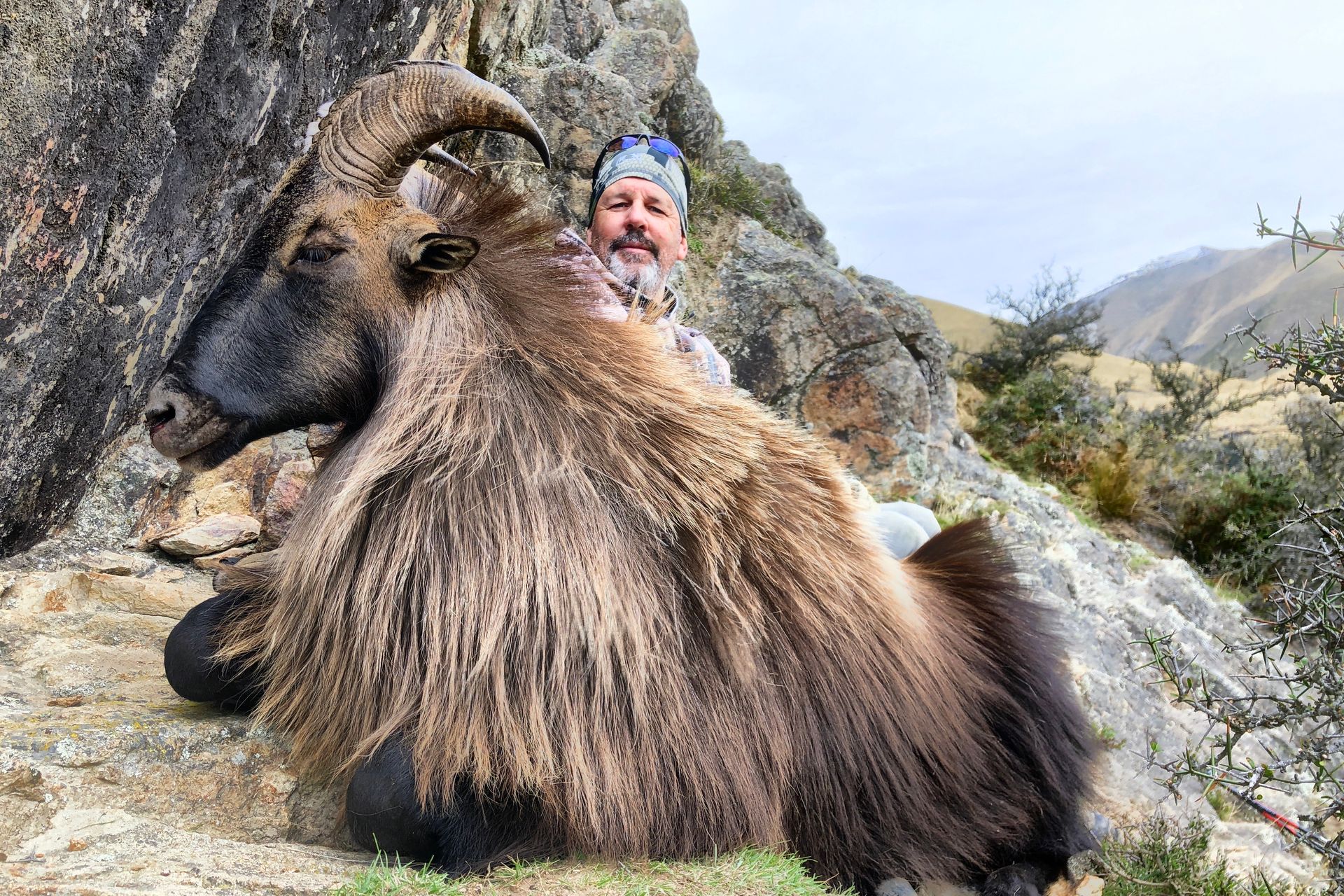 Man poses next to a large Himalayan tahr, likely after a hunt. The animal is brown with a thick coat, set in a rocky mountain landscape.