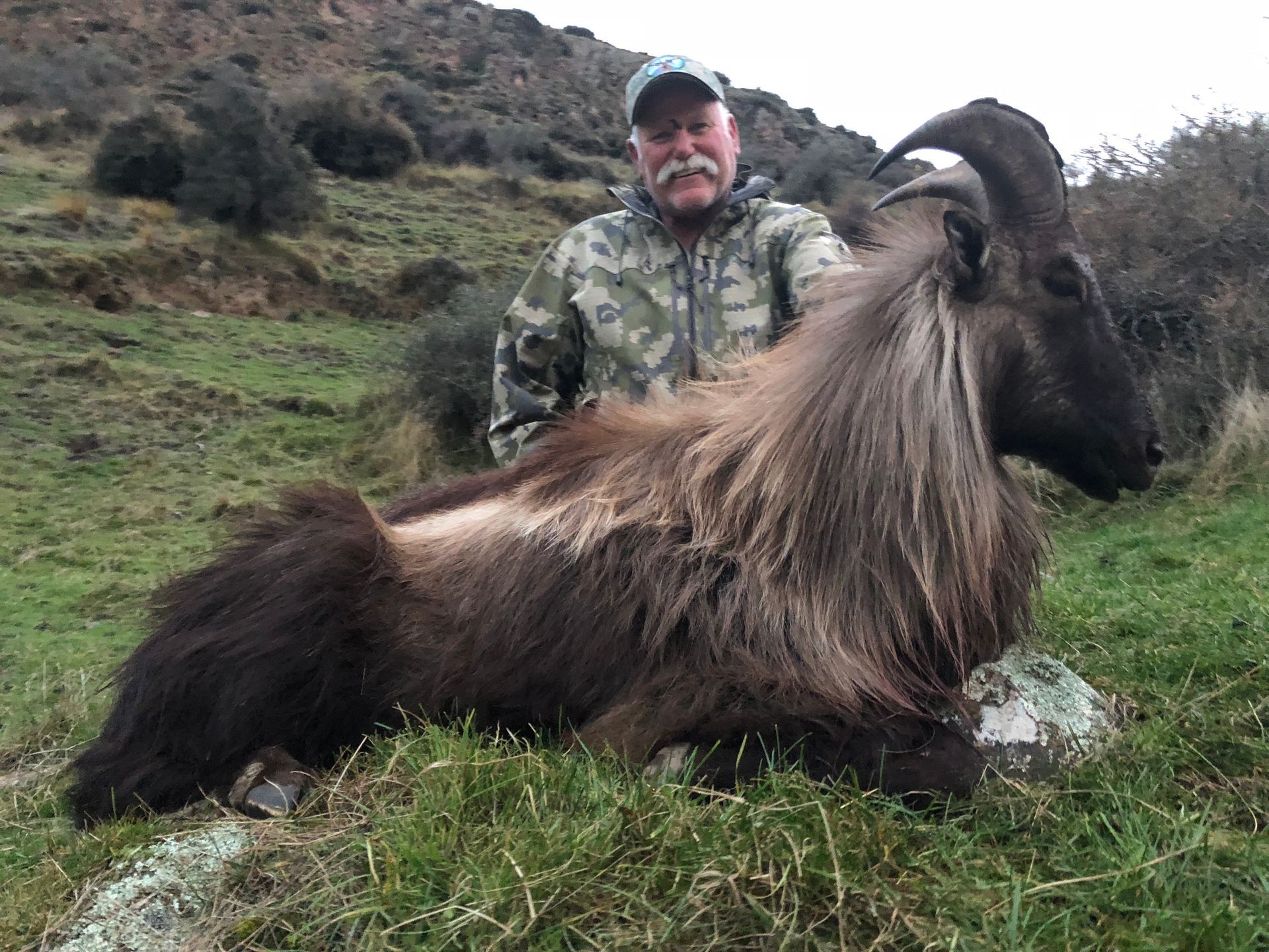 A man in camouflage poses with a large Himalayan tahr on grassy terrain. The animal has long, dark fur and large horns.