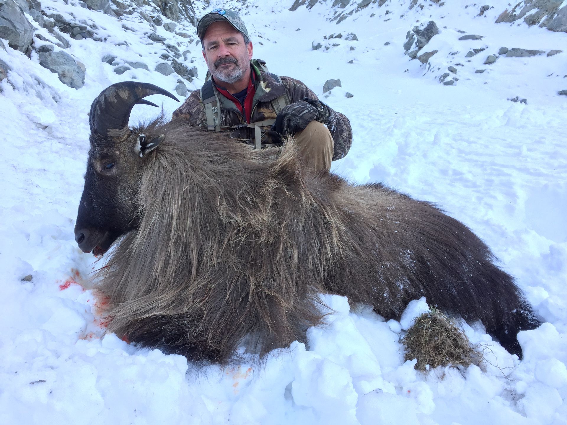 Man in camouflage gear kneels in snow next to a large, dead Himalayan ibex with large curved horns. Mountain setting.