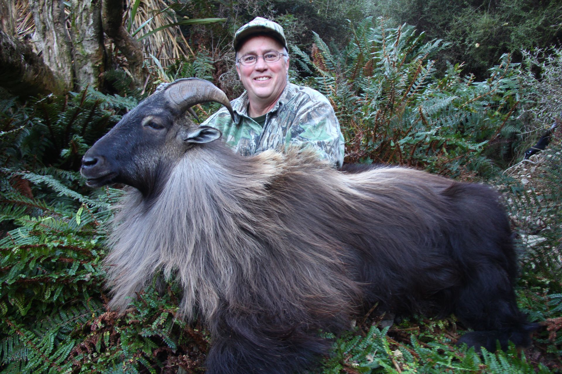 Man in camo gear poses with a Himalayan tahr in a forest. The tahr has long, shaggy hair, dark body, and large horns.