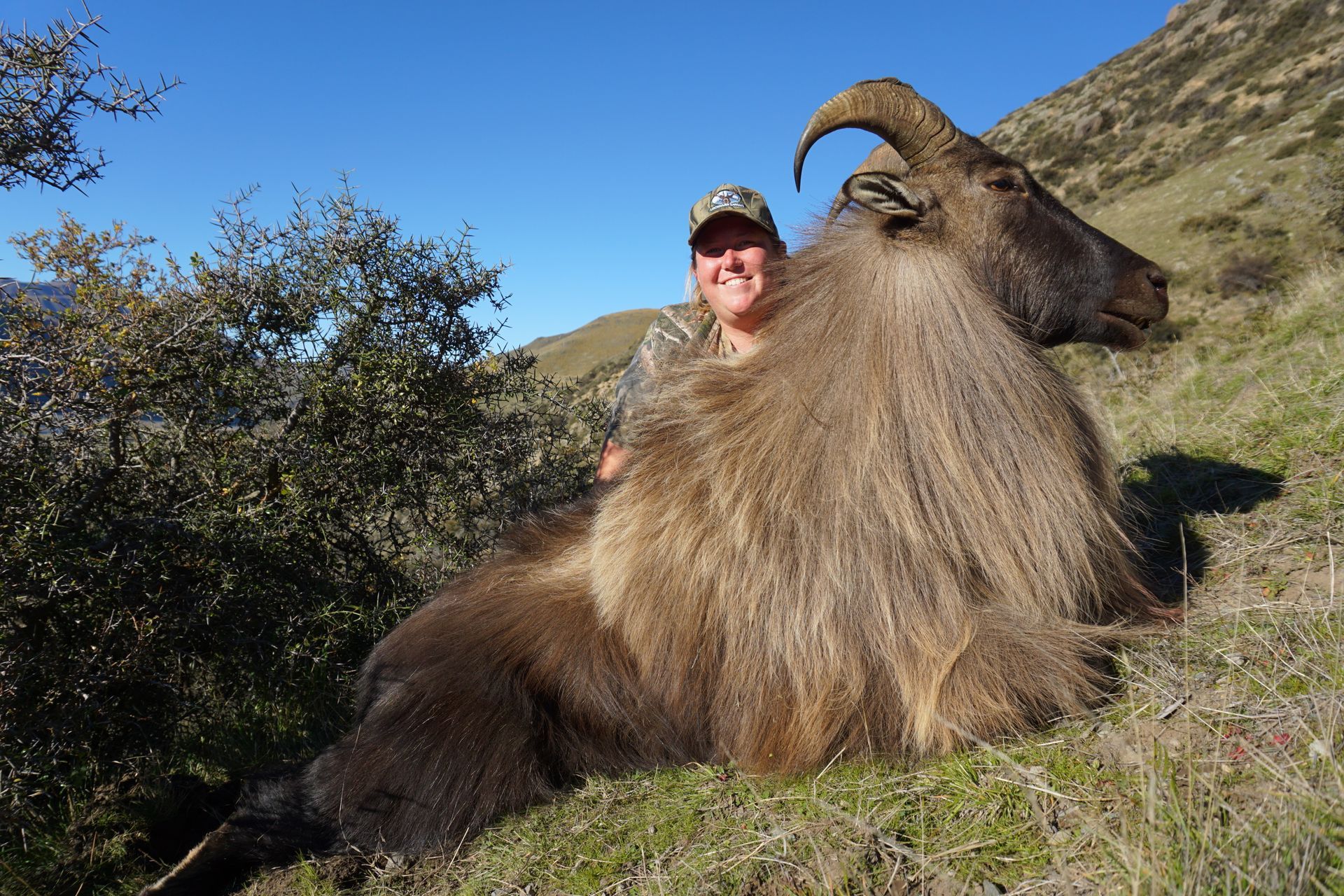 A person smiles next to a large dead Himalayan tahr on a grassy hillside. Blue sky.