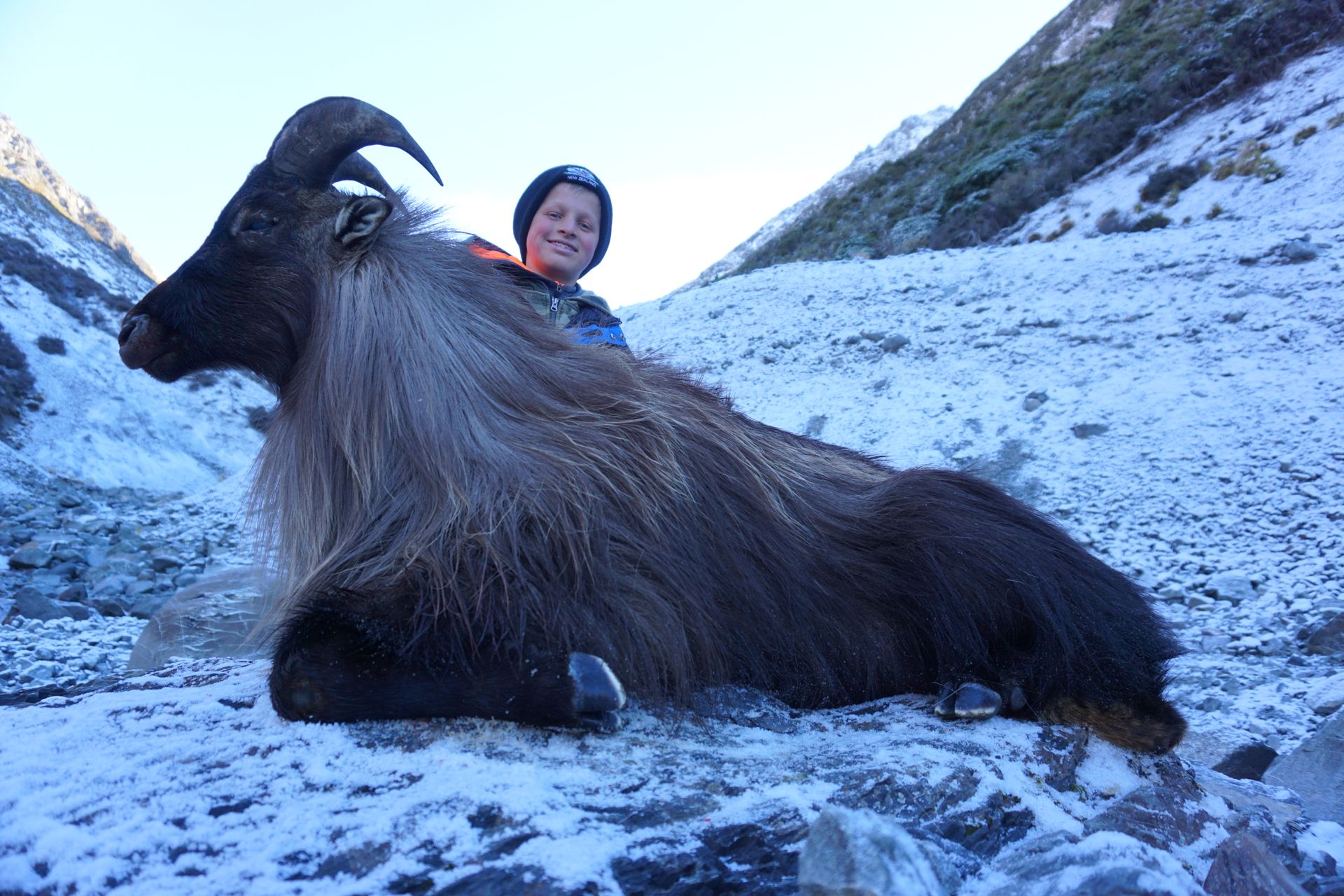 A smiling person poses next to a large, long-haired Himalayan tahr in a snowy mountain landscape.