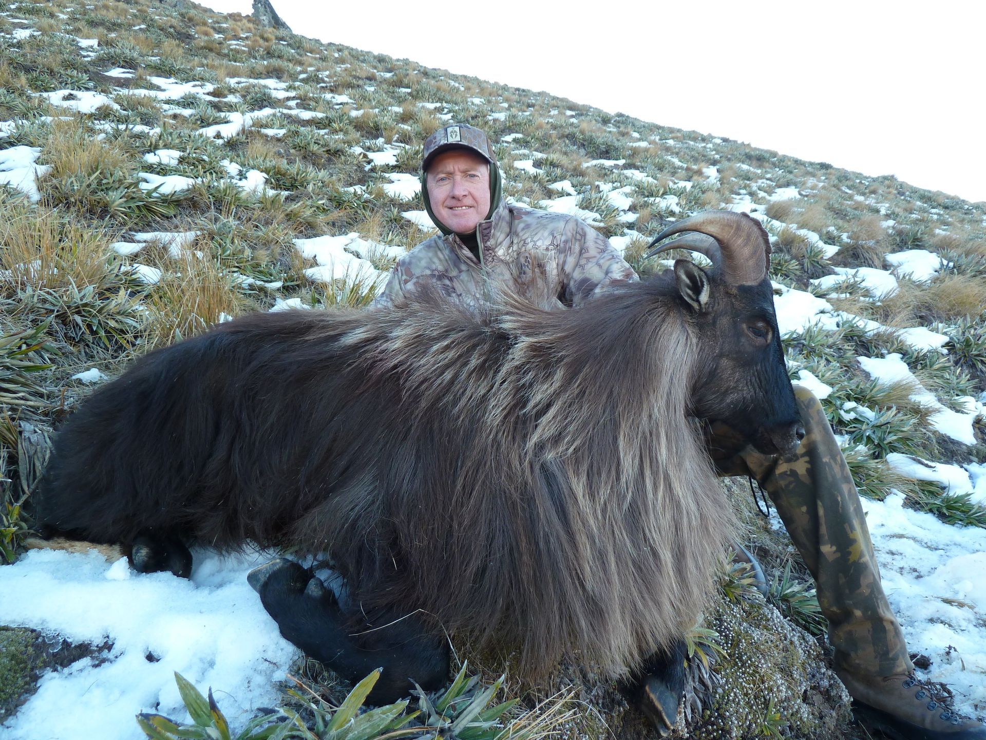 Man in camouflage holds a large, dark-furred Himalayan tahr, on a snowy, grassy mountain slope.
