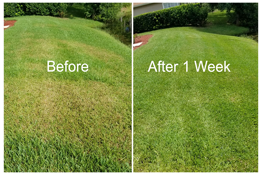 Organic Lawn Care and Pest Control | Jacksonville & St. Augustine