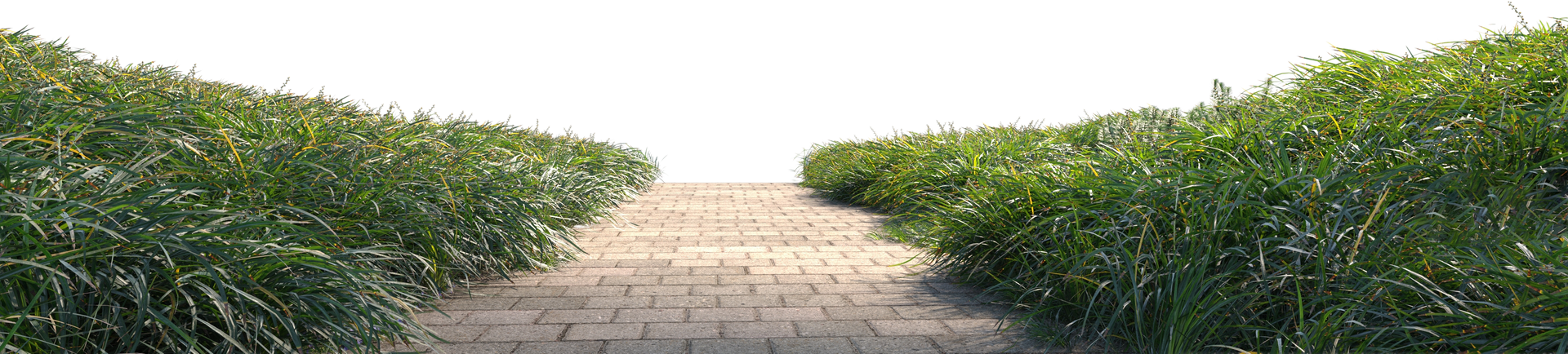 A path going through a field of tall grass.