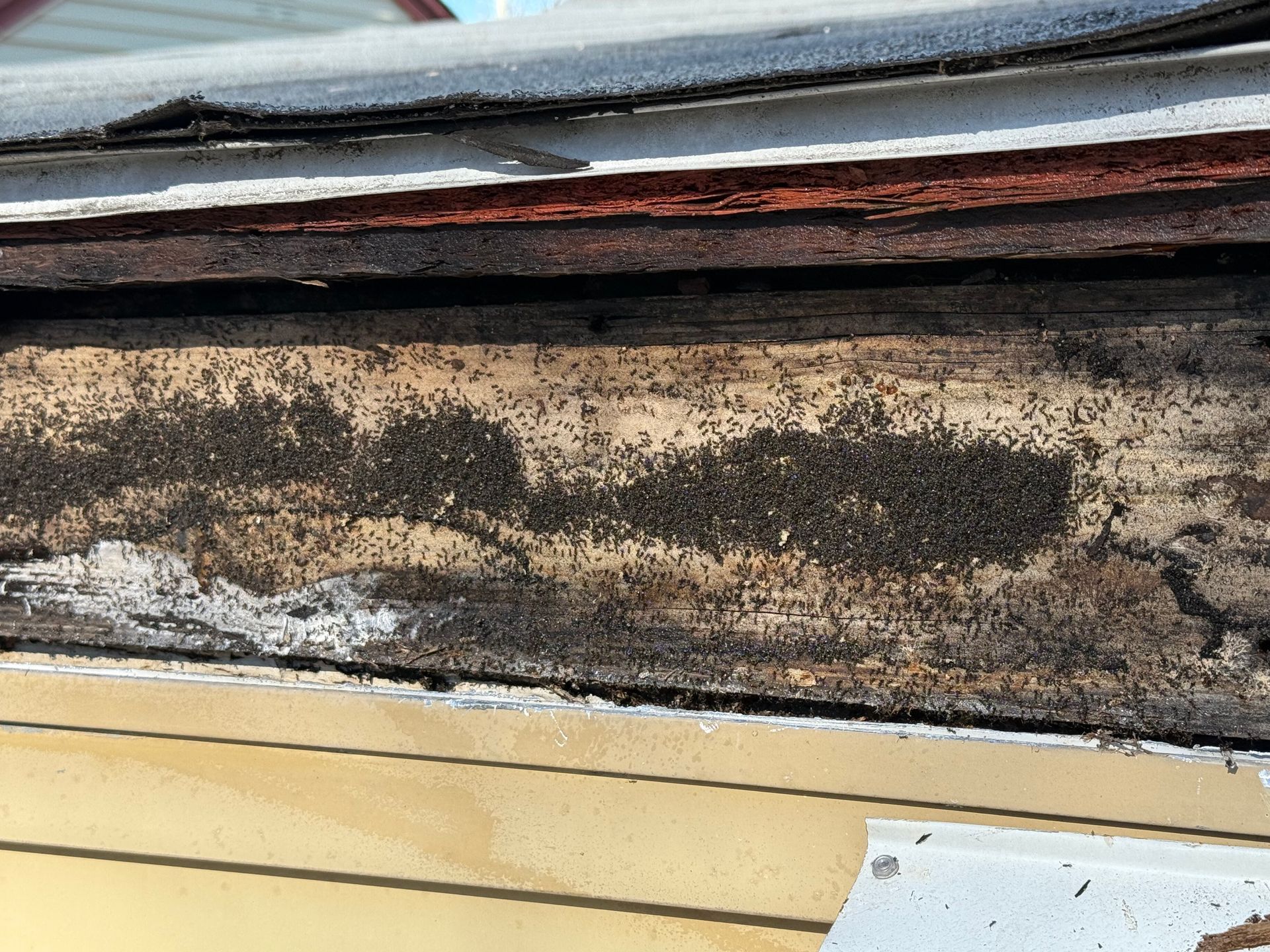 Termite Damaged Fascia Board Shively, KY