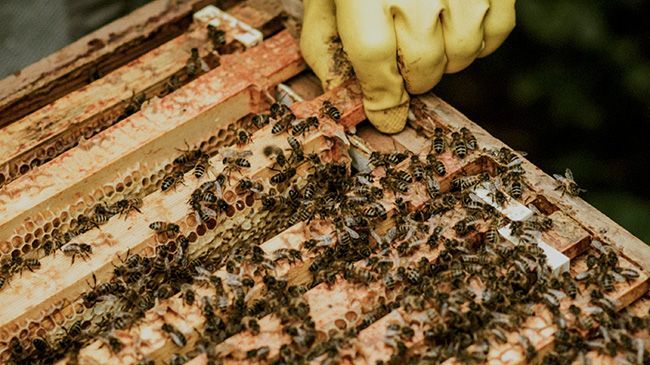 A person in yellow gloves is working on a beehive.