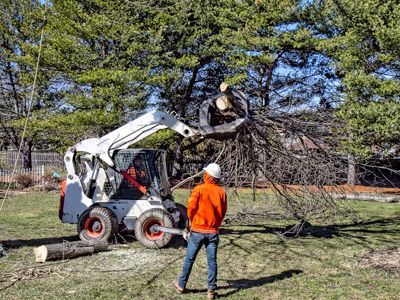 A man is standing in front of a bulldozer cutting down a tree.