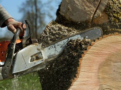 A person is cutting a tree with a chainsaw.