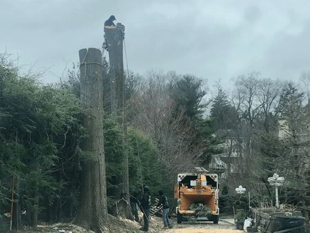 A person is cutting a tree branch with a chainsaw.