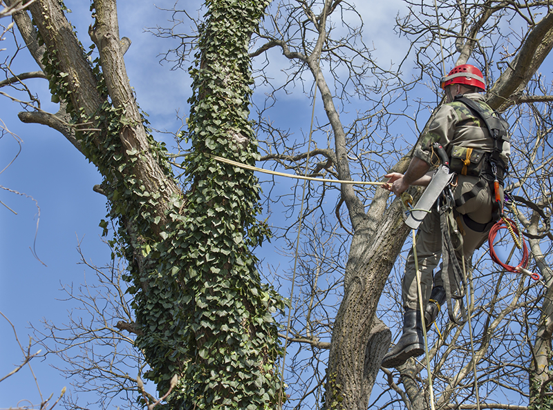 A man in a red helmet is climbing a tree.