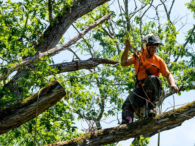 A Tree Surgeon or Arborist using safety ropes stands on a tree