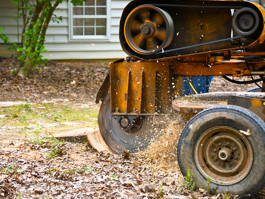 A tree stump grinder is cutting a tree stump in a yard.