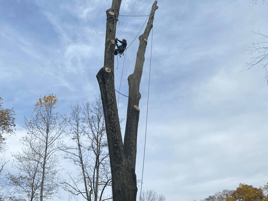 A man is climbing a tree with a rope attached to it.