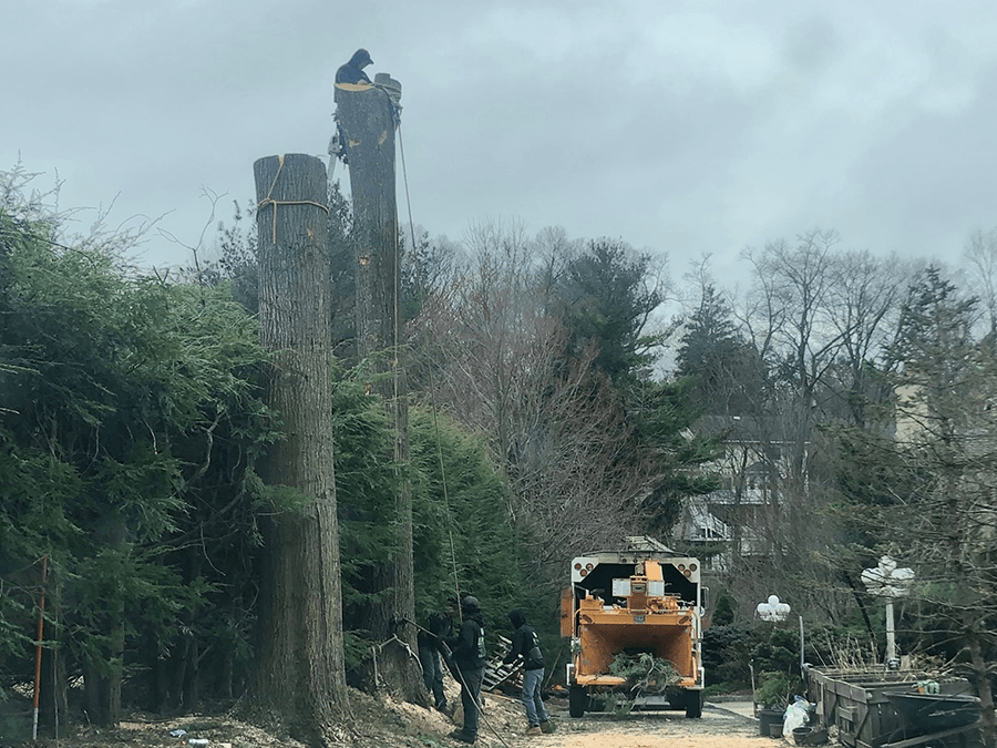 A tree stump is being removed by a tree stump grinder.