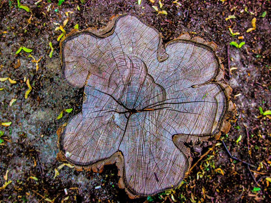 A tree stump in the shape of a flower is sitting on the ground.