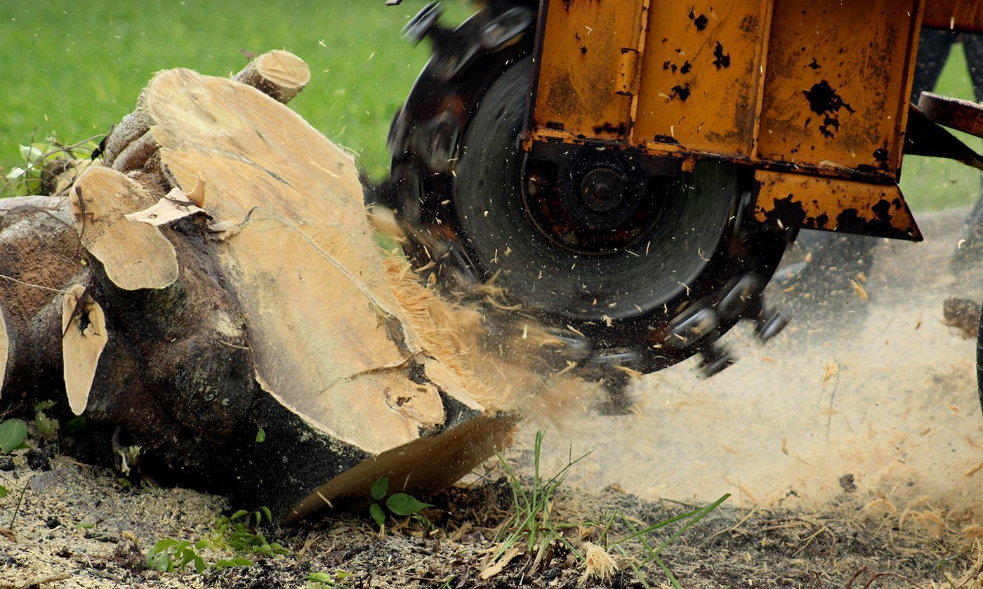 A tractor is cutting a tree stump in the ground.