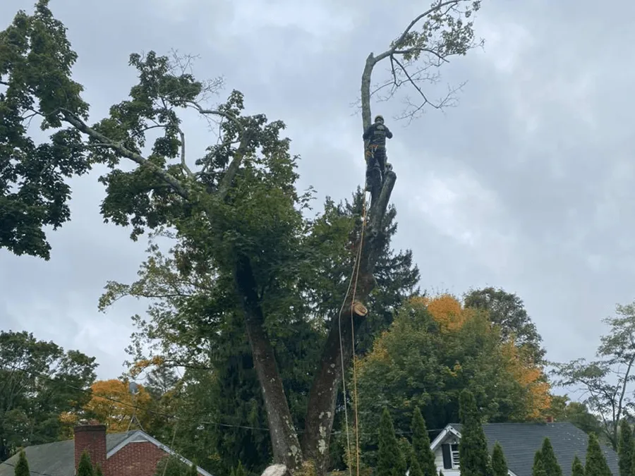 A man is climbing a tree in front of a house.