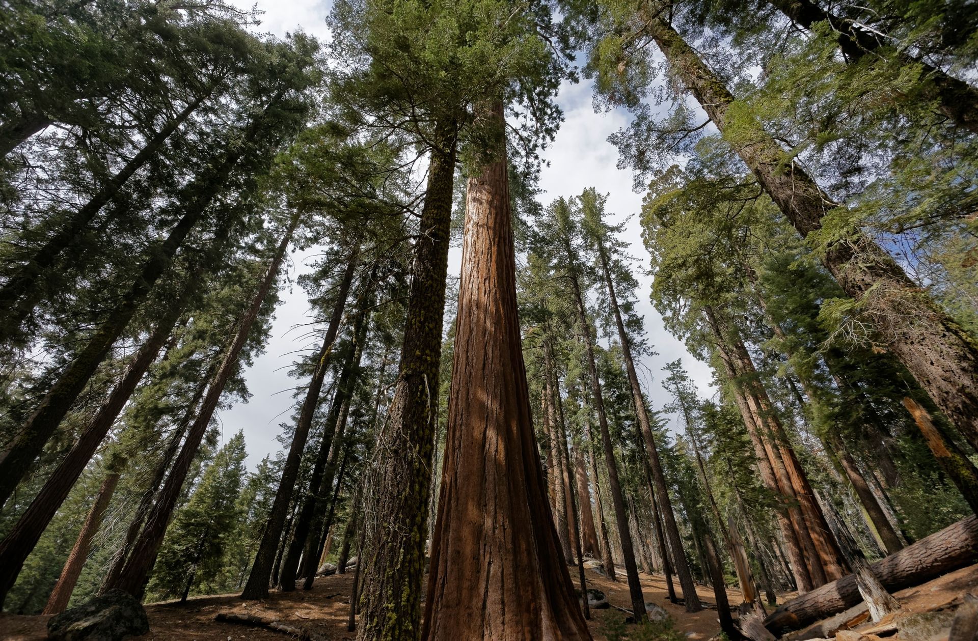 Tall redwood trees viewed from below in a forest, with a bright sky overhead.