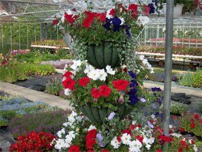 Some of the beautiful flowers grown at Dunkirk Horticultural Nursery