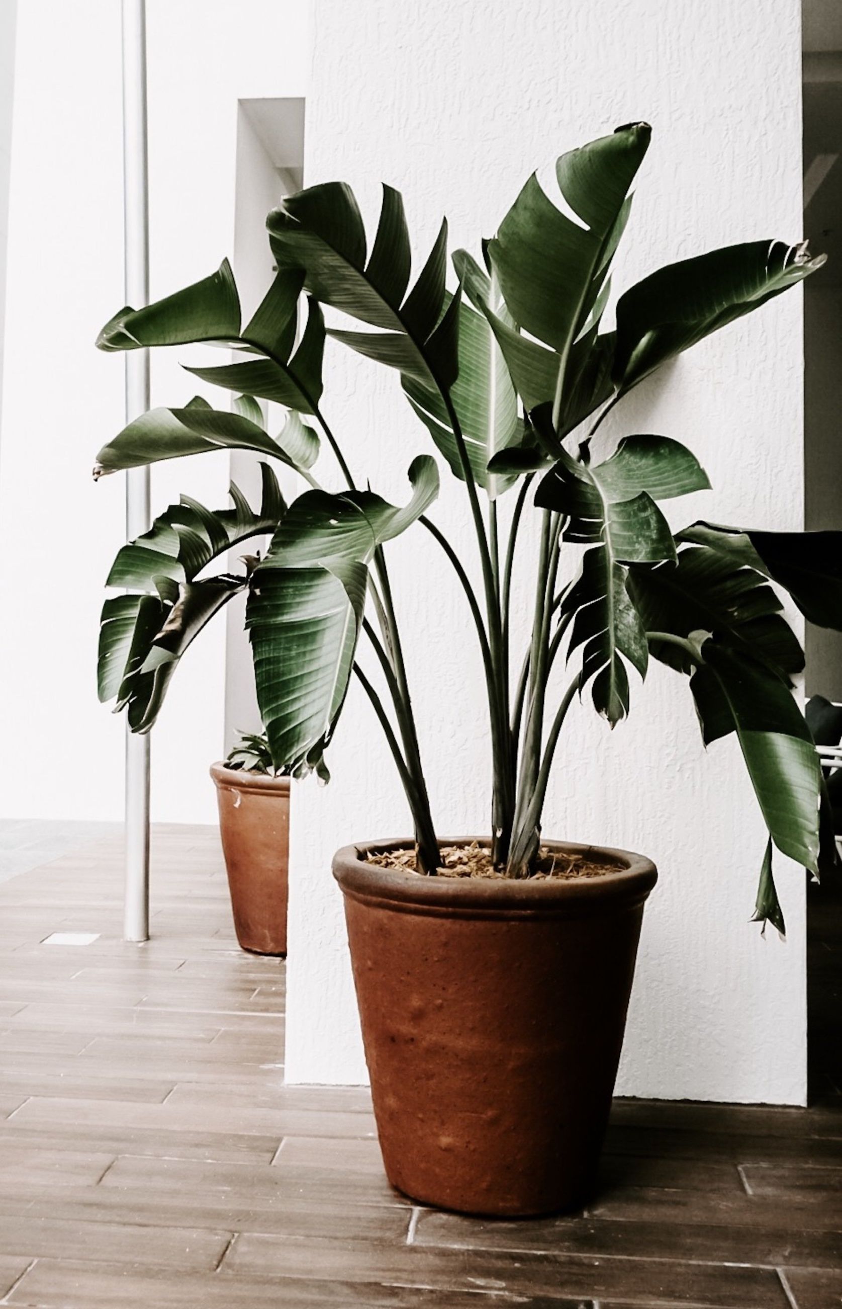 terra, jardim, jardinagem, vasos