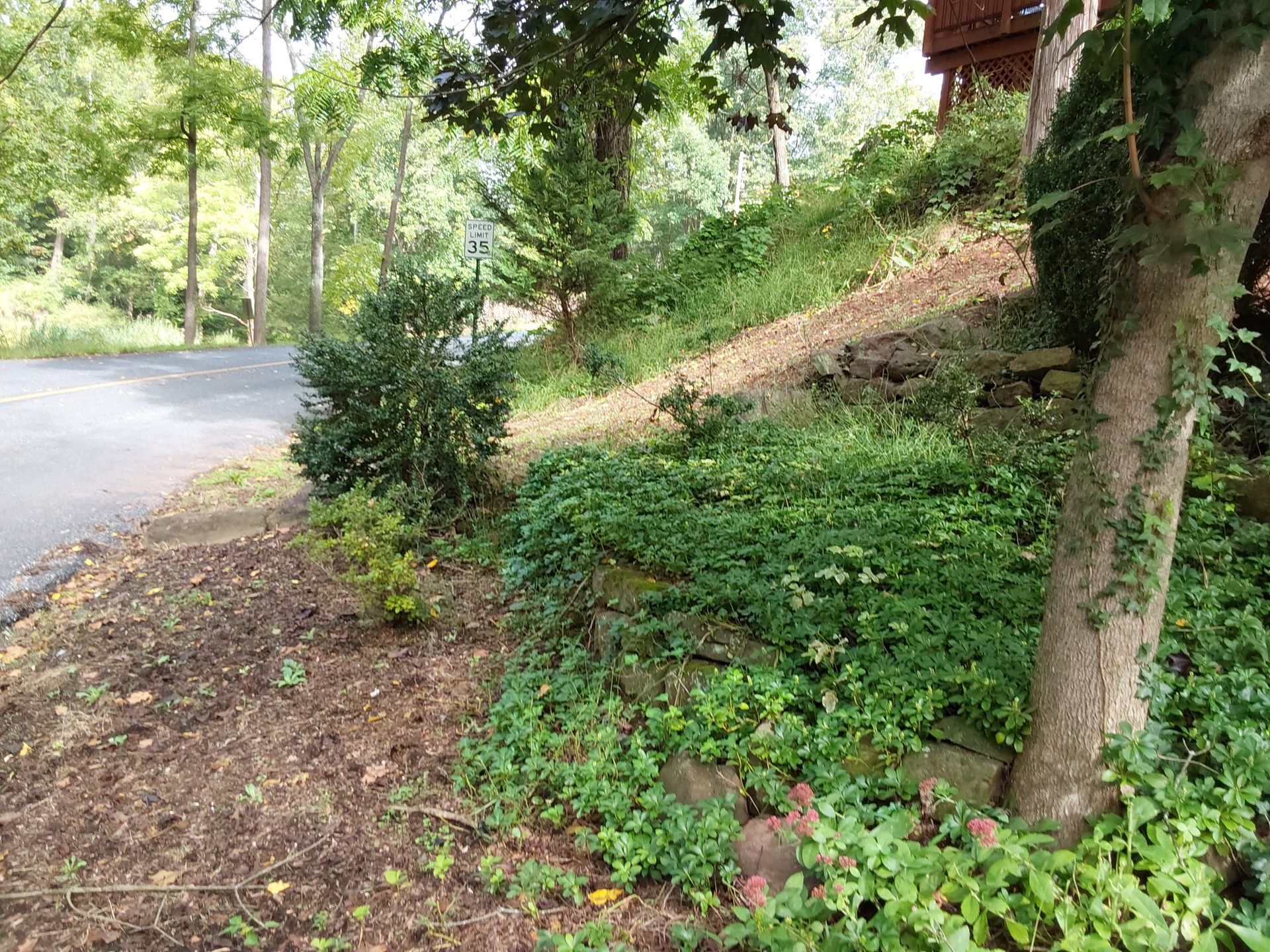 a tree is growing on the side of a hill next to a road
