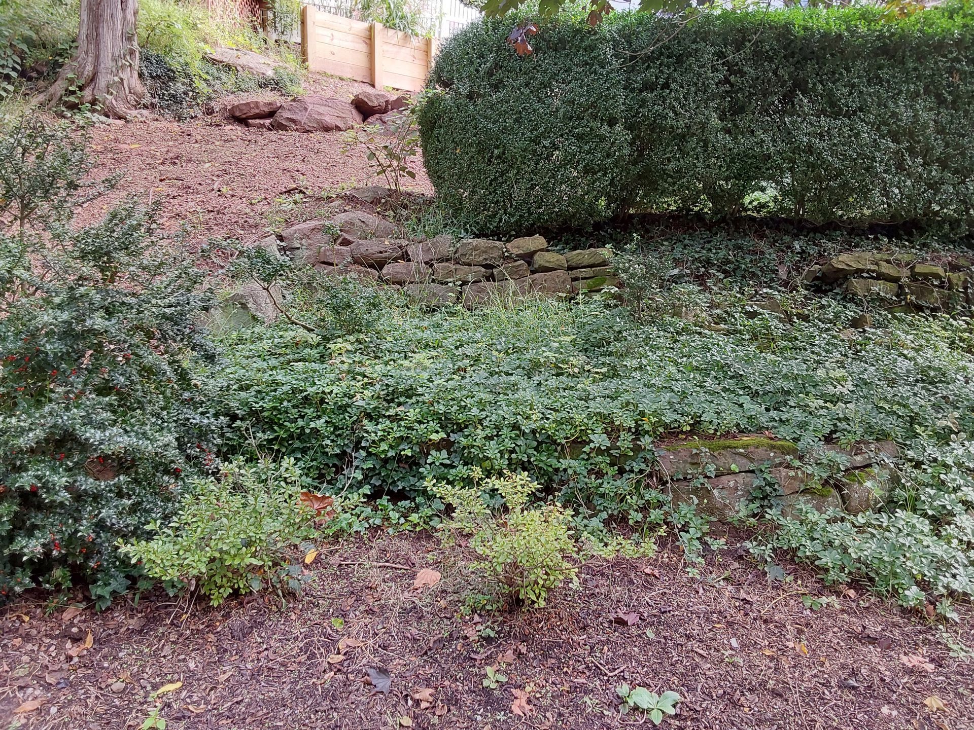 a garden with lots of plants and a stone wall