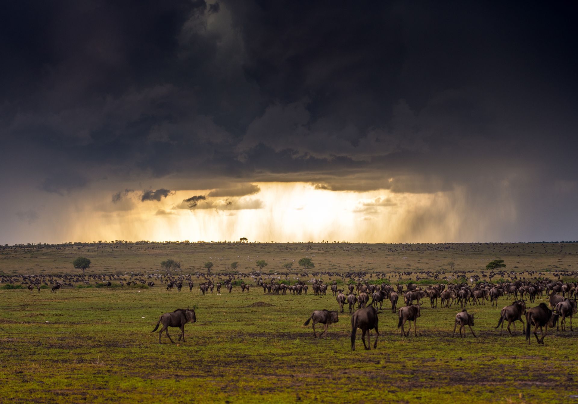 Anderson & Harvey - Marvellous, magical Masai Mara!