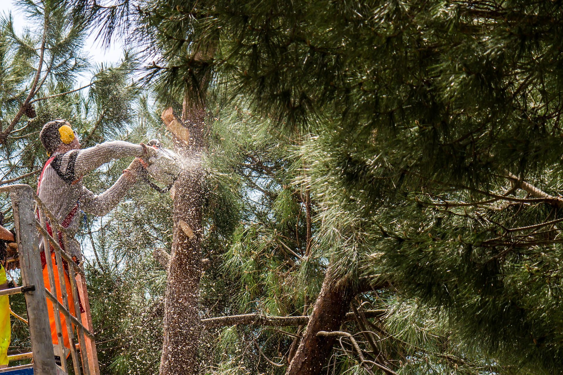 Nostokorikaato Jyväskylässä